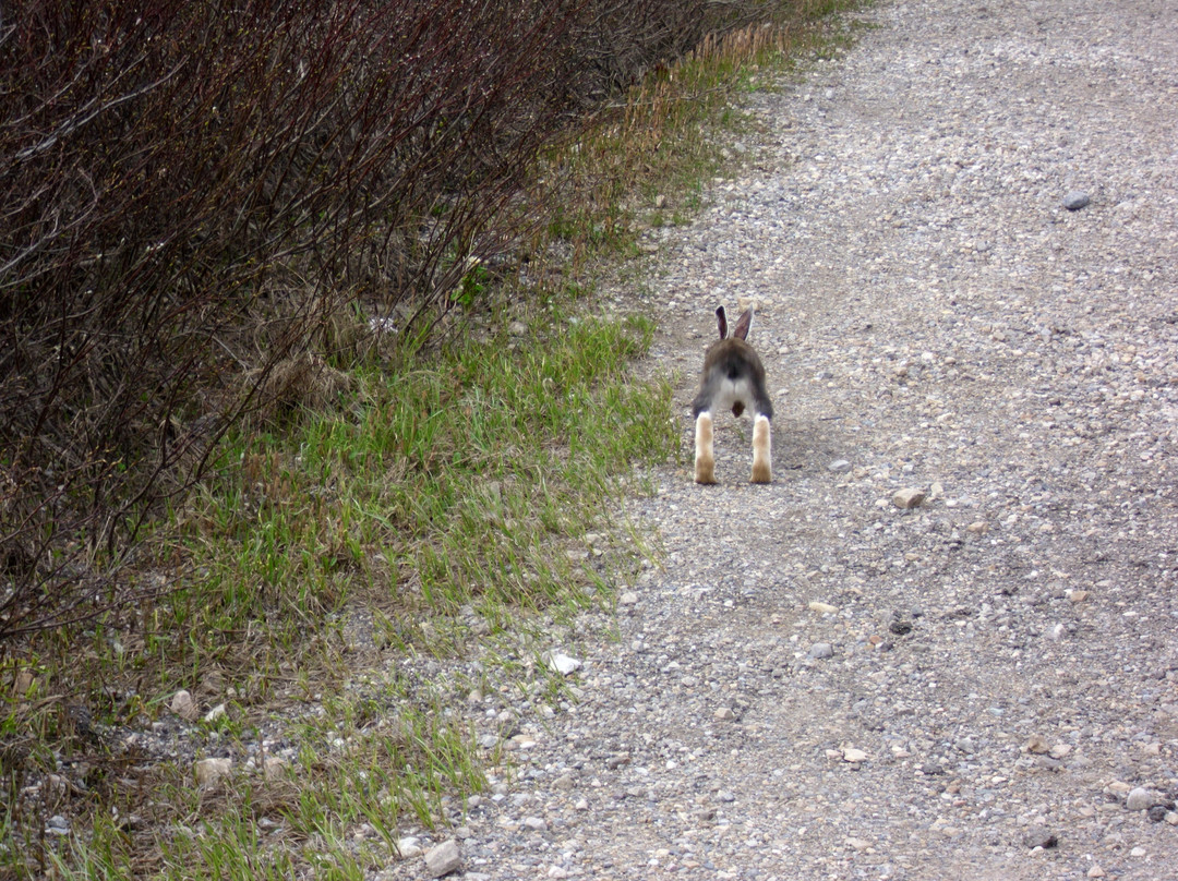 弓湖-班夫国家公园必去景点
