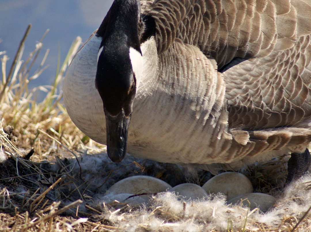 Fort Whyte Alive-温尼伯必去景点