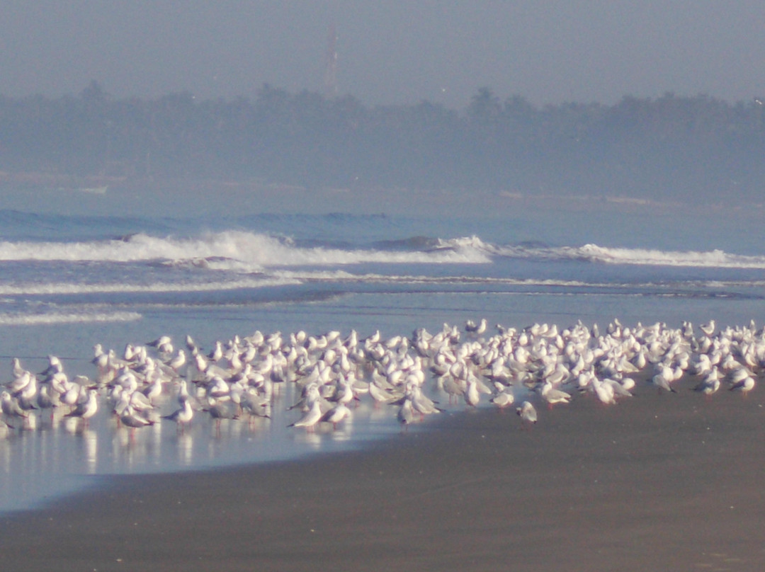 Tarkarli Beach景点图片