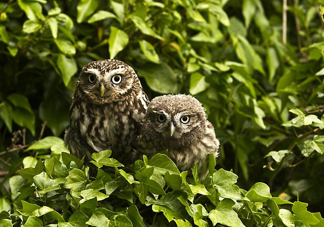 Andy Howeys Birds of Prey Centre-特威德河畔贝里克必去景点