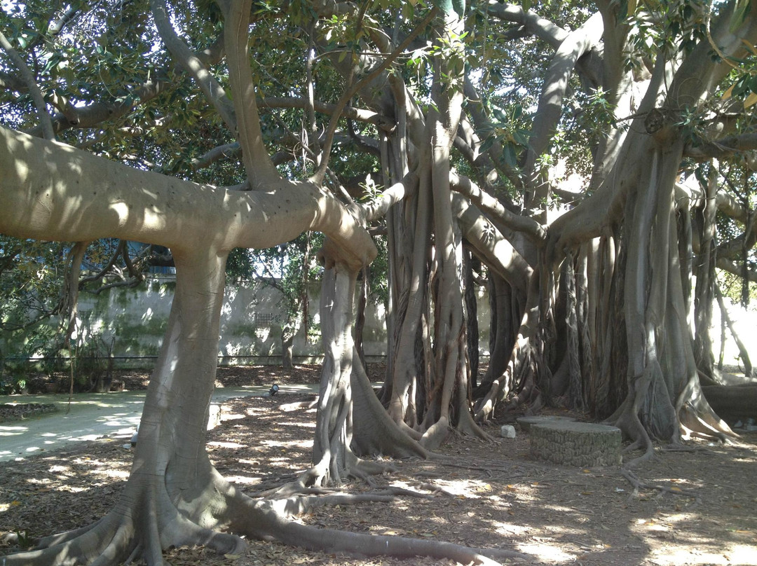 Orto Botanico di Palermo-巴勒莫必去景点