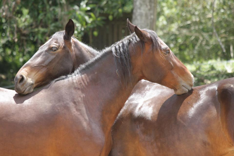 Establo San Rafael Natural Horsemanship景点图片