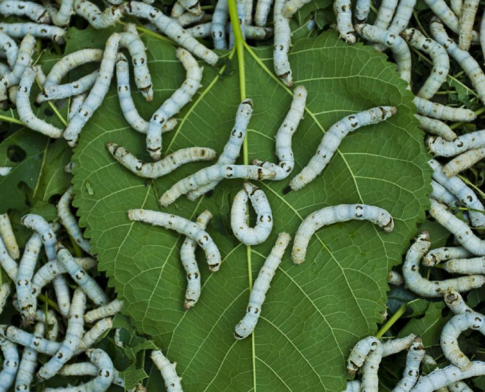 Silk Village Hoi An - The Tourist-Cam Pho必去景点