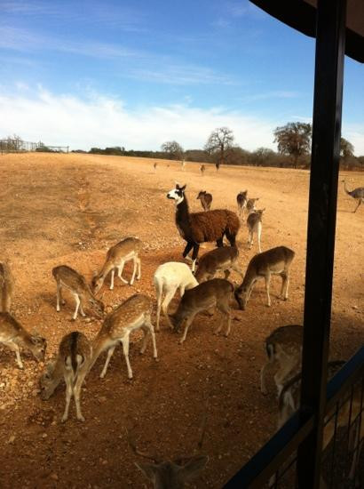 Exotic Resort Zoo, Inc.-Johnson City必去景点