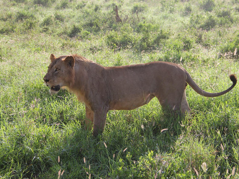 Big 7 Kitheka Safaris Day Tours-蒙巴萨必去景点