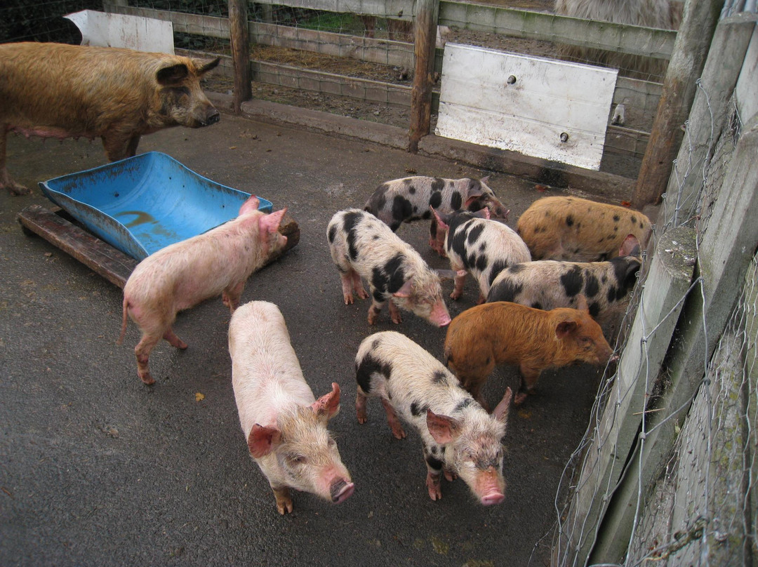 Hawkes Bay Farmyard Zoo景点图片