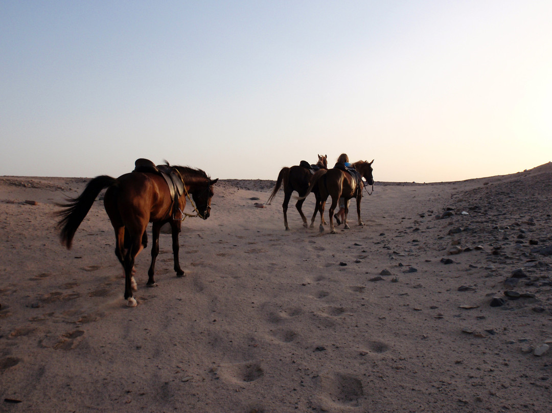 Horse Riding Hurghada-赫尔格达必去景点
