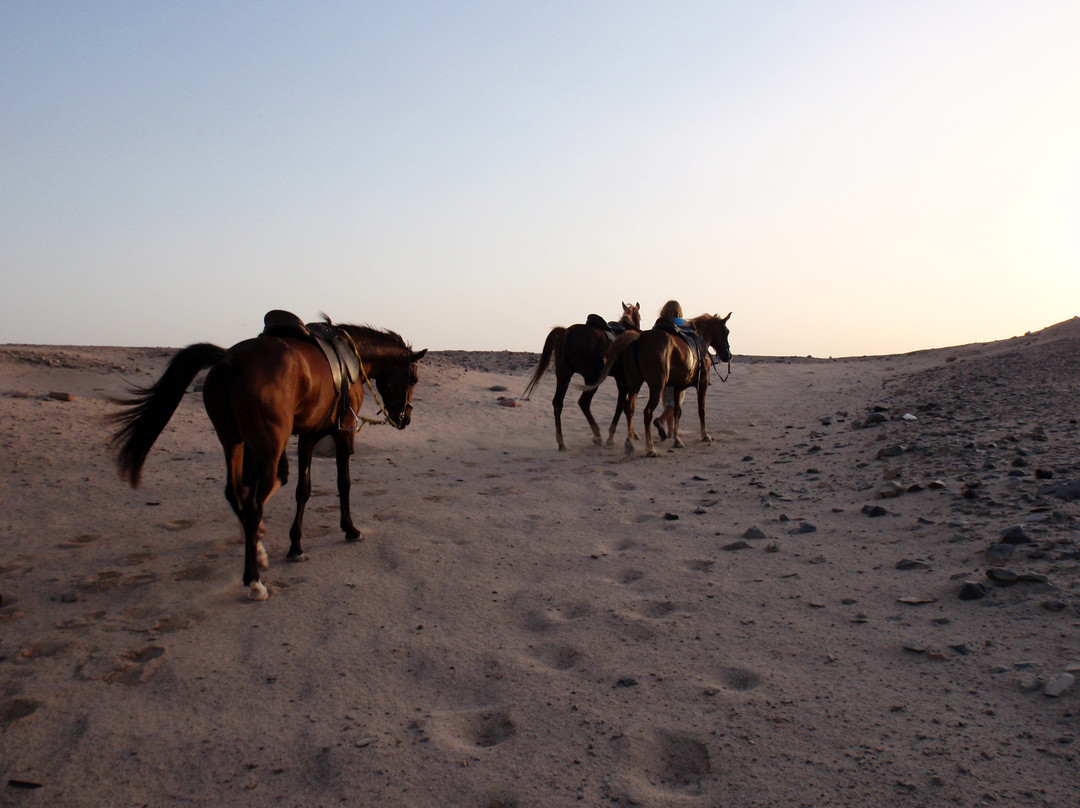 Horse Riding Hurghada景点图片