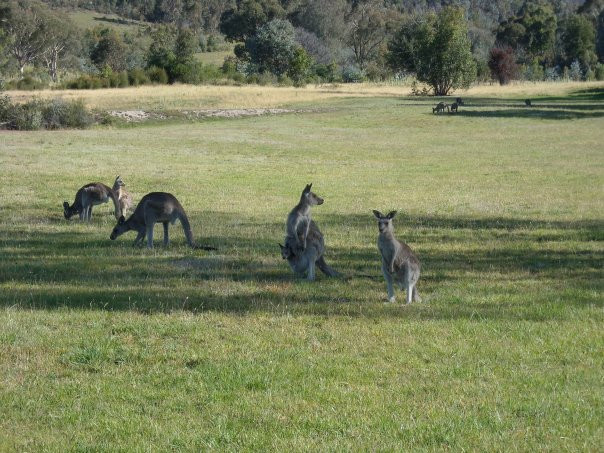 Tidbinbilla Nature Reserve景点图片