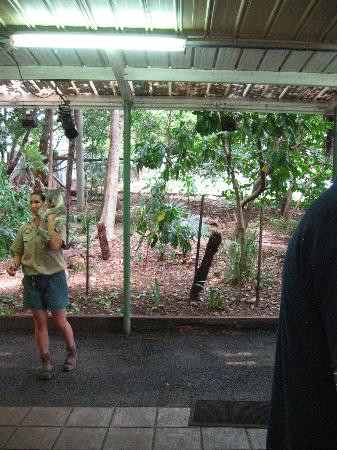 龙柏考拉野生动物园-布里斯班必去景点