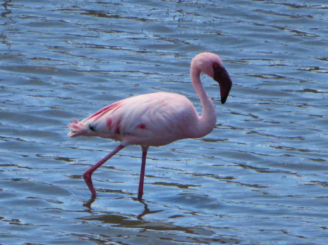 Hankey餐馆和美食-Die Spekboomlapa