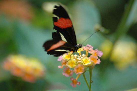 Victoria Butterfly Gardens景点图片