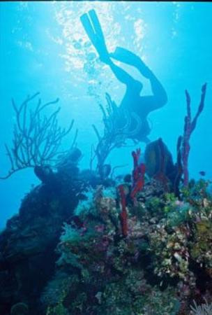 Bloody Bay Wall-Little Cayman必去景点