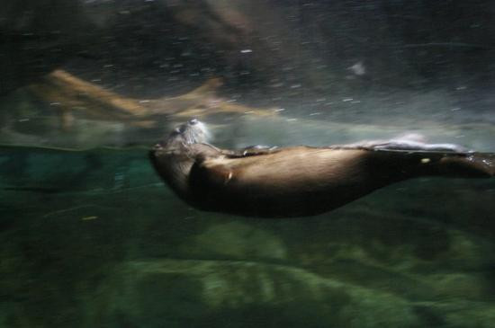 South Carolina Aquarium-查尔斯顿必去景点