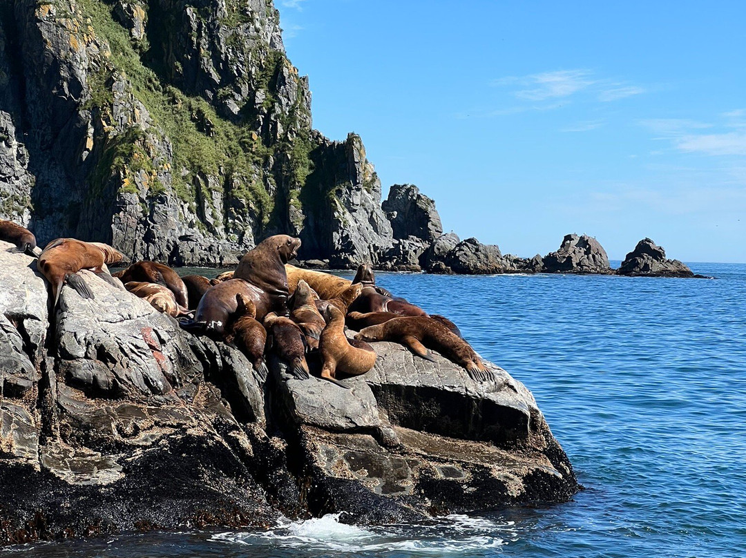 Sea Lion Colony-堪察加彼得巴甫洛夫斯克必去景点