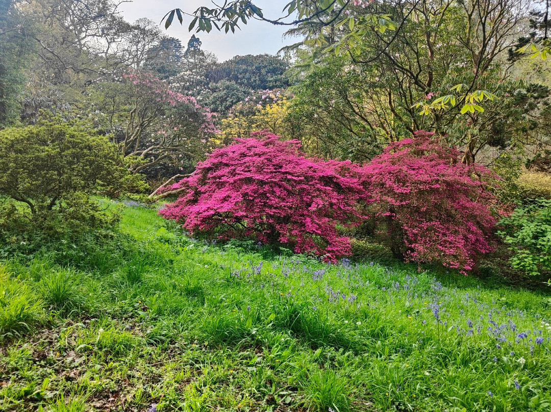 Clyne Gardens景点图片