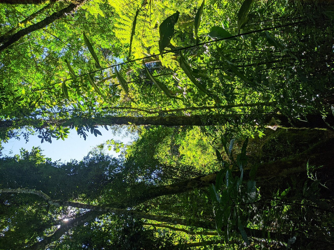 Fazenda Renopolis-圣安东尼奥杜皮尼亚尔必去景点