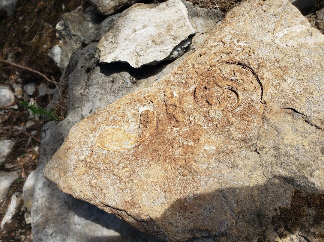Goodsell Ridge Preserve景点图片
