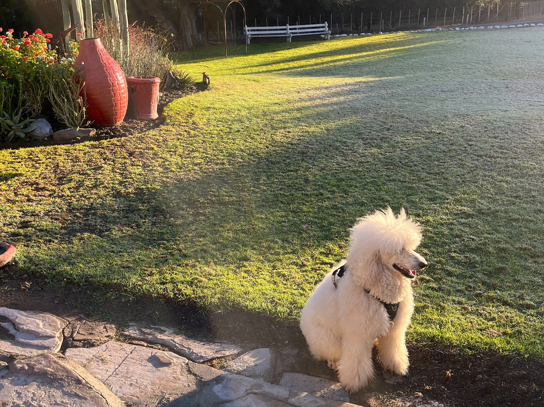 Olive Grove Guest Farm主图