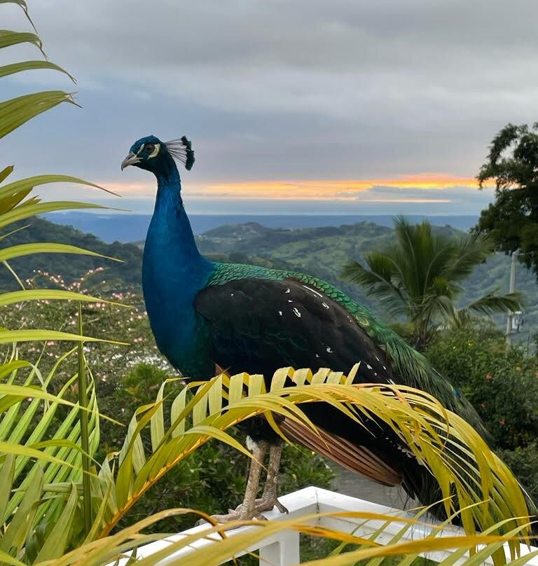 The Retreat Costa Rica - Wellness Resort & Spa主图