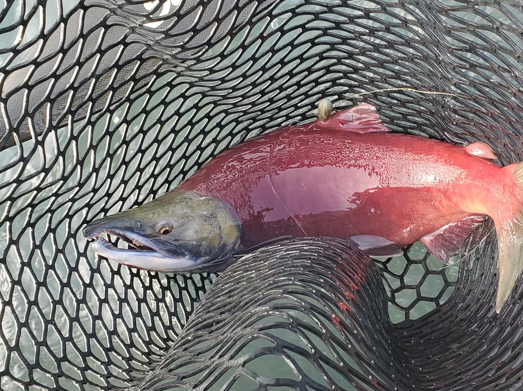 Alaska River Adventures - Day Tours-Cooper Landing必去景点