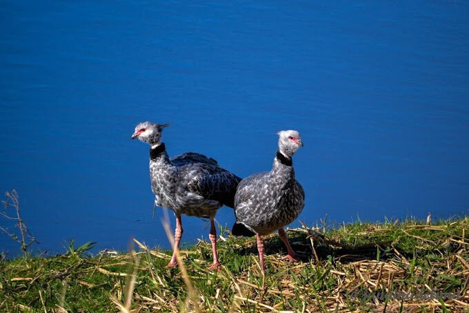 Reserva do Taim-Rio Grande必去景点