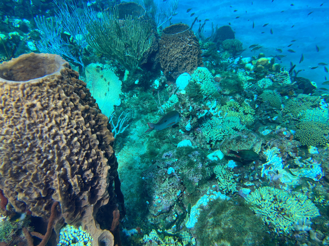 Nautica Plongee Caraibes-Pointe-Noire必去景点