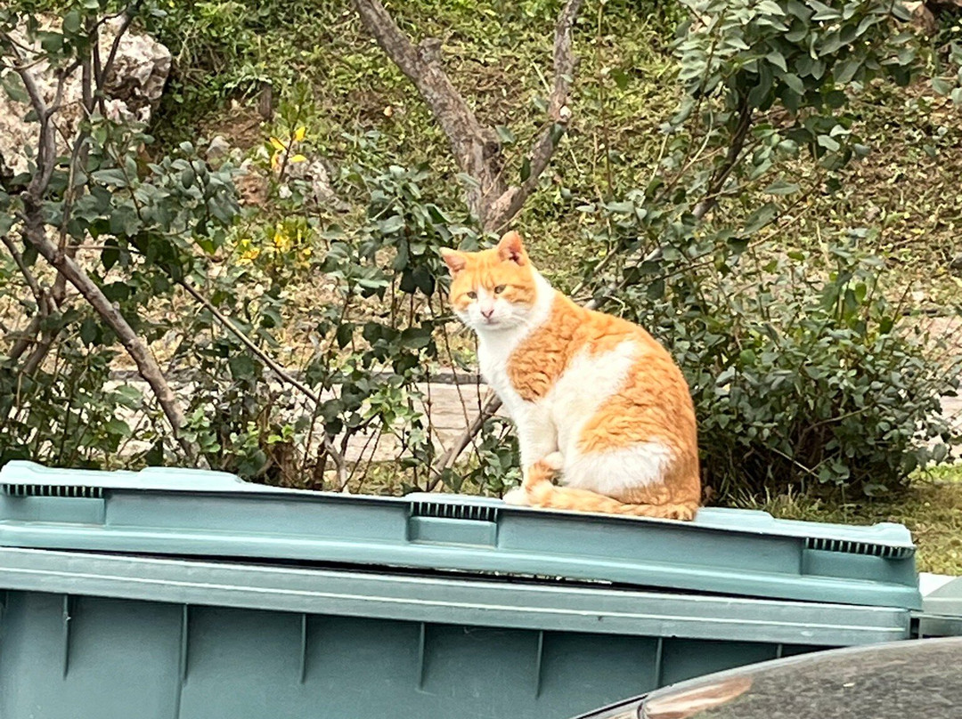 Athena Private Tours-雅典必去景点