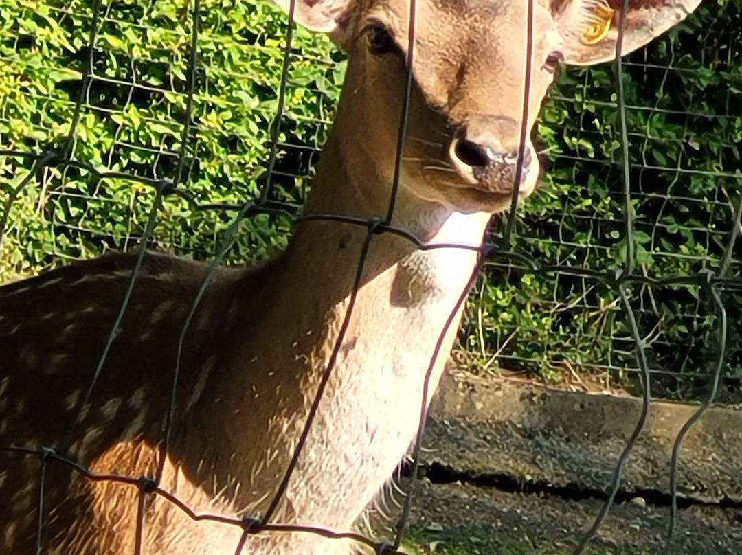Tierpark Bad Zurzach-Bad Zurzach必去景点