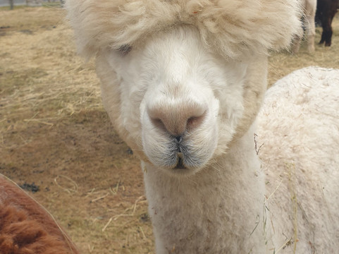 Jodlerhof-Schwendt必去景点