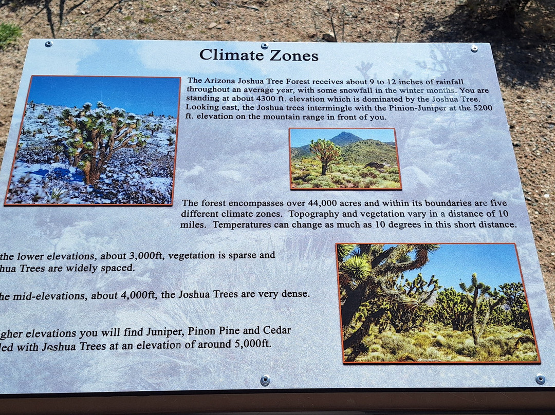 Grapevine Mesa Joshua Trees-Meadview必去景点