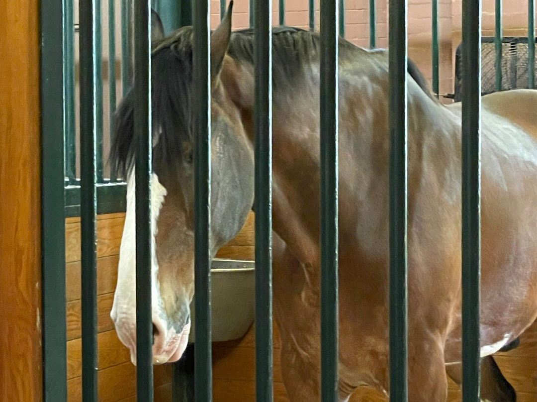 Anheuser-Busch Brewery Tours-Merrimack必去景点