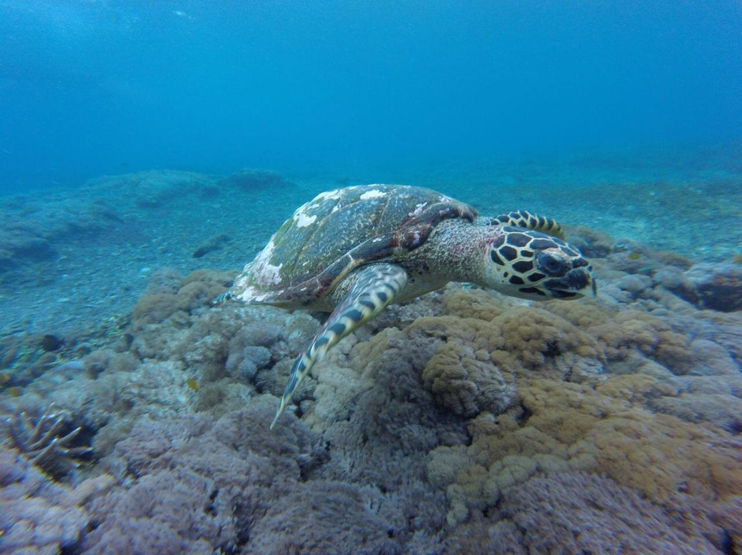 Penida Bali Vibes-Sanur Kaja必去景点