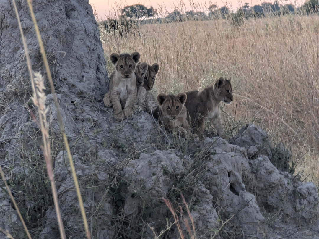 Temogo Safari景点图片