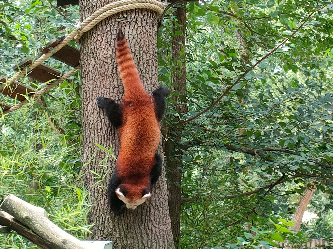 Zoo African Safari景点图片