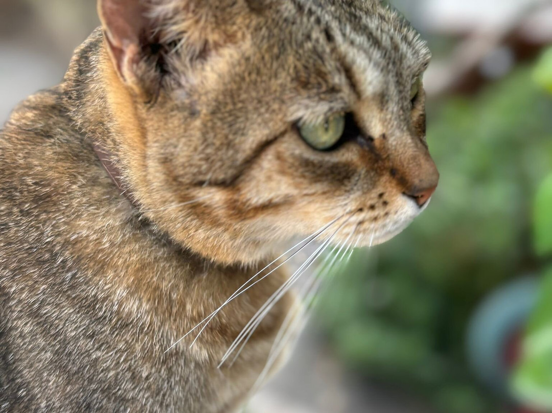 Gatti Felici Di Lipari-利帕里必去景点