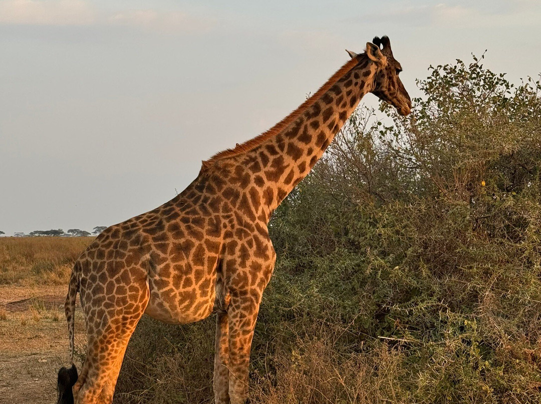 East African Safari And Touring Company-阿鲁沙必去景点