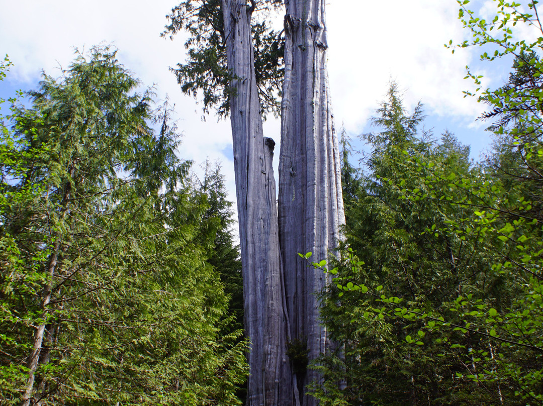 The Duncan Cedar-奥林匹克国家公园必去景点