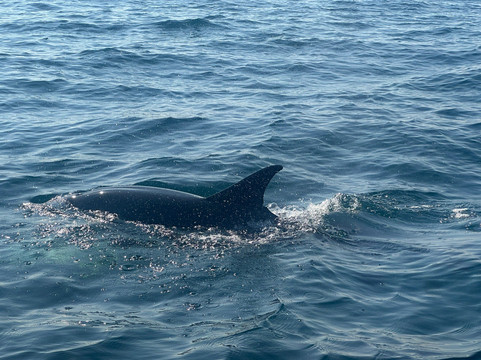 Fast Trips Boat Tours-奥良必去景点
