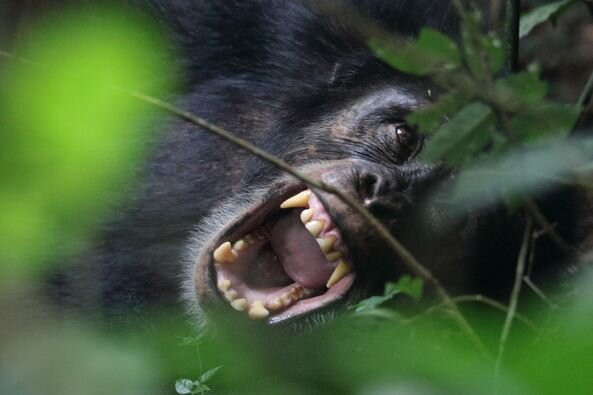 Chimpanze Tracking-Nzerekore必去景点