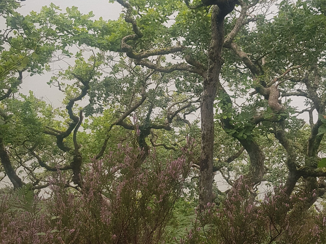 Lawrenny Wood景点图片