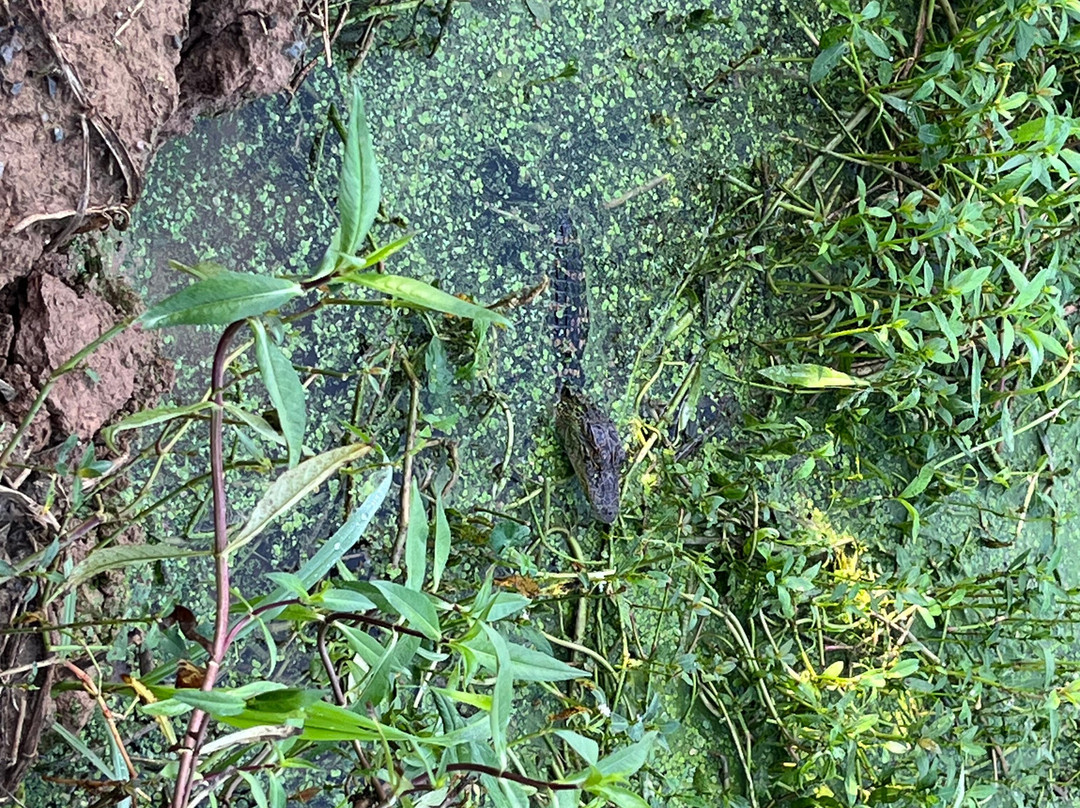 Phinizy Swamp Nature Park-奥古斯塔必去景点