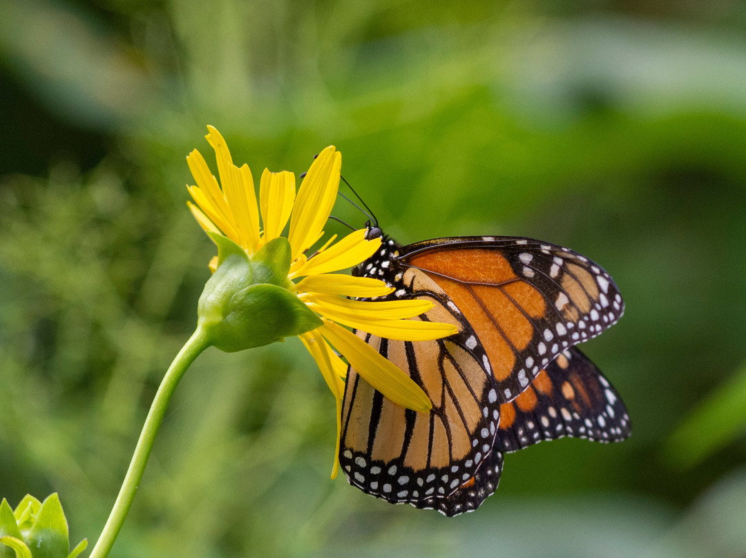 Jenkins Arboretum & Gardens-Devon必去景点