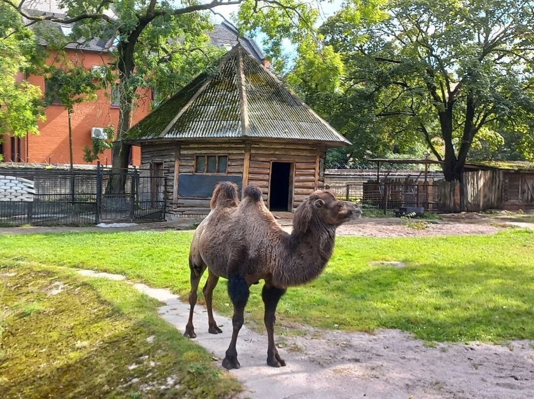 Kaliningrad Zoopark景点图片