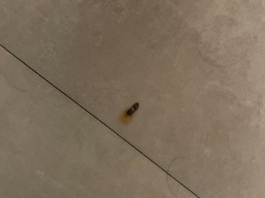 TUI BLUE Caravel主图