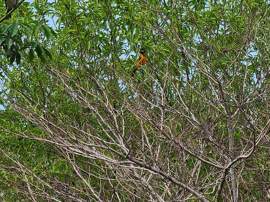 Praia dos Castelhanos-Anchieta必去景点