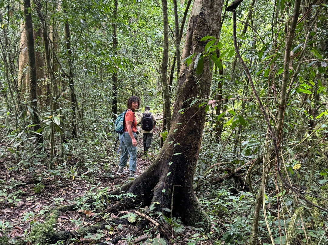 Budongo Forest Chimpanzee Tracking景点图片