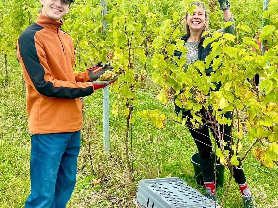 Albury Organic Vineyard景点图片