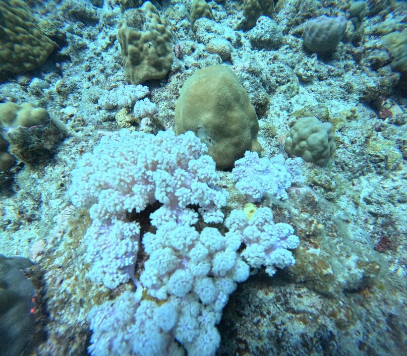 Crystal Divers Mauritius景点图片