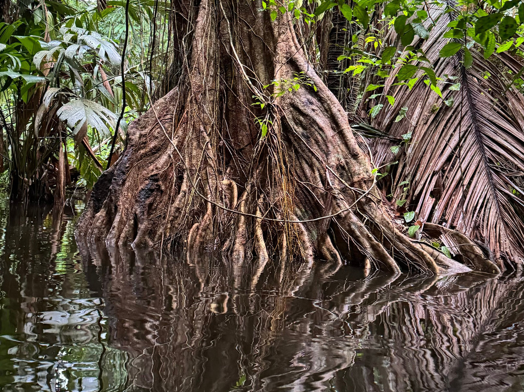 Tortuguero Infocenter Tours景点图片